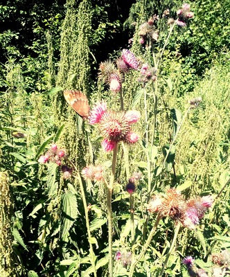 Nyárbogáncs pillangóval (digitális fotó)